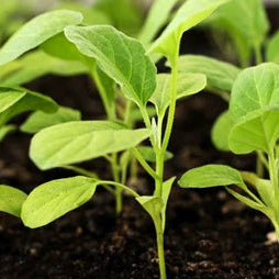 Pack of 10 brinjal seedlings