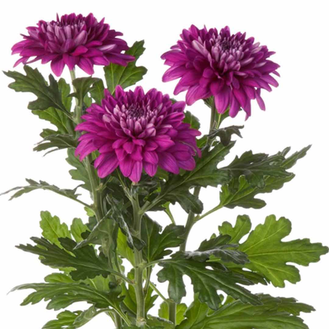 Sevanthi dark violet-Chrysanthemum