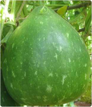 Kumbai surai seeds