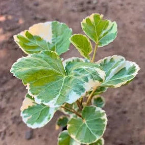 Aralia - Polyscias Balfouriana plant