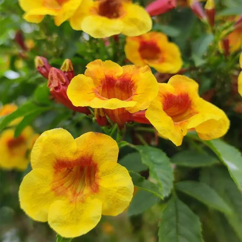 Tecoma sparky plant
