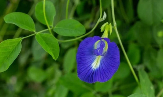 Clitoria Ternatea Plant (Blue) – Sangu Poo