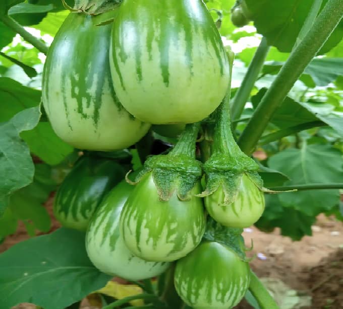 Green vari kaththiri seeds