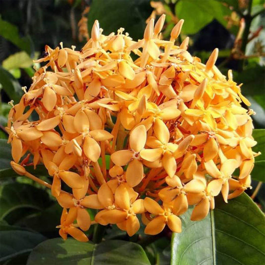 Singapuri Ixora Sandal