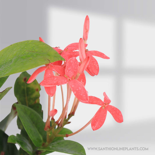 Ixora Singapuri Pink Plant