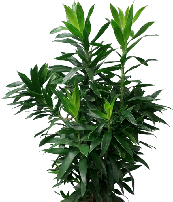 Song of India Green Plant