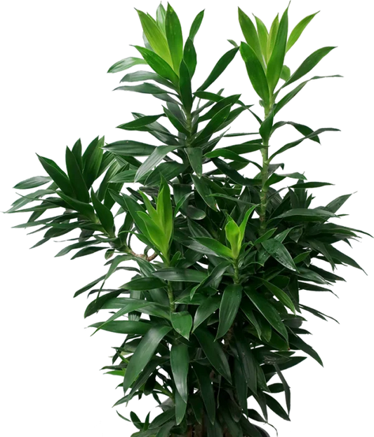 Song of India Green Plant