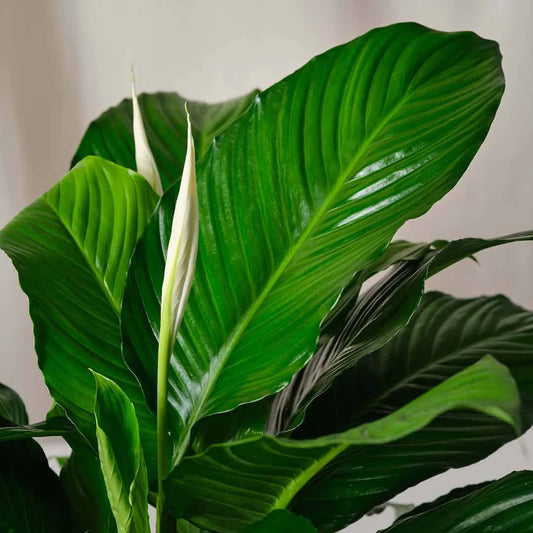 Spathiphyllum Peace Lily