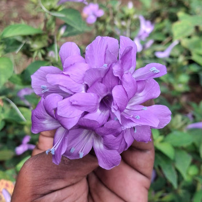 Pack of 10 Colourful December flowers combo