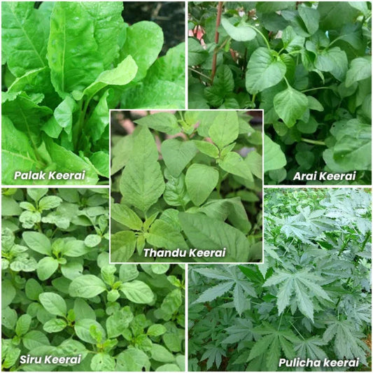 Spinach Seeds