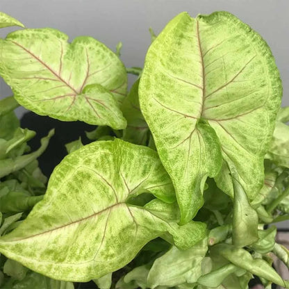 Syngonium Podophyllum : Classic Golden Allusion plant
