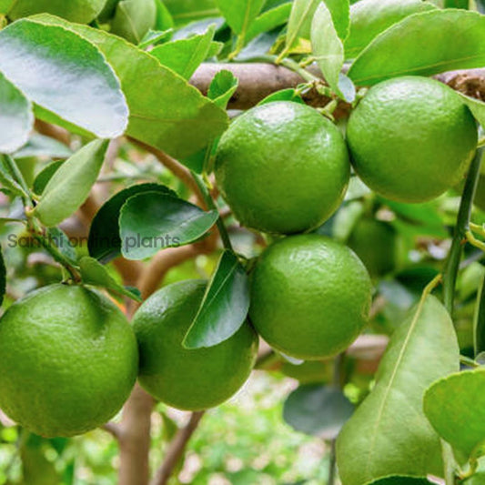 Table Lemon Plant