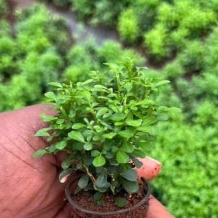 Table kamini plant (Miniature variety)