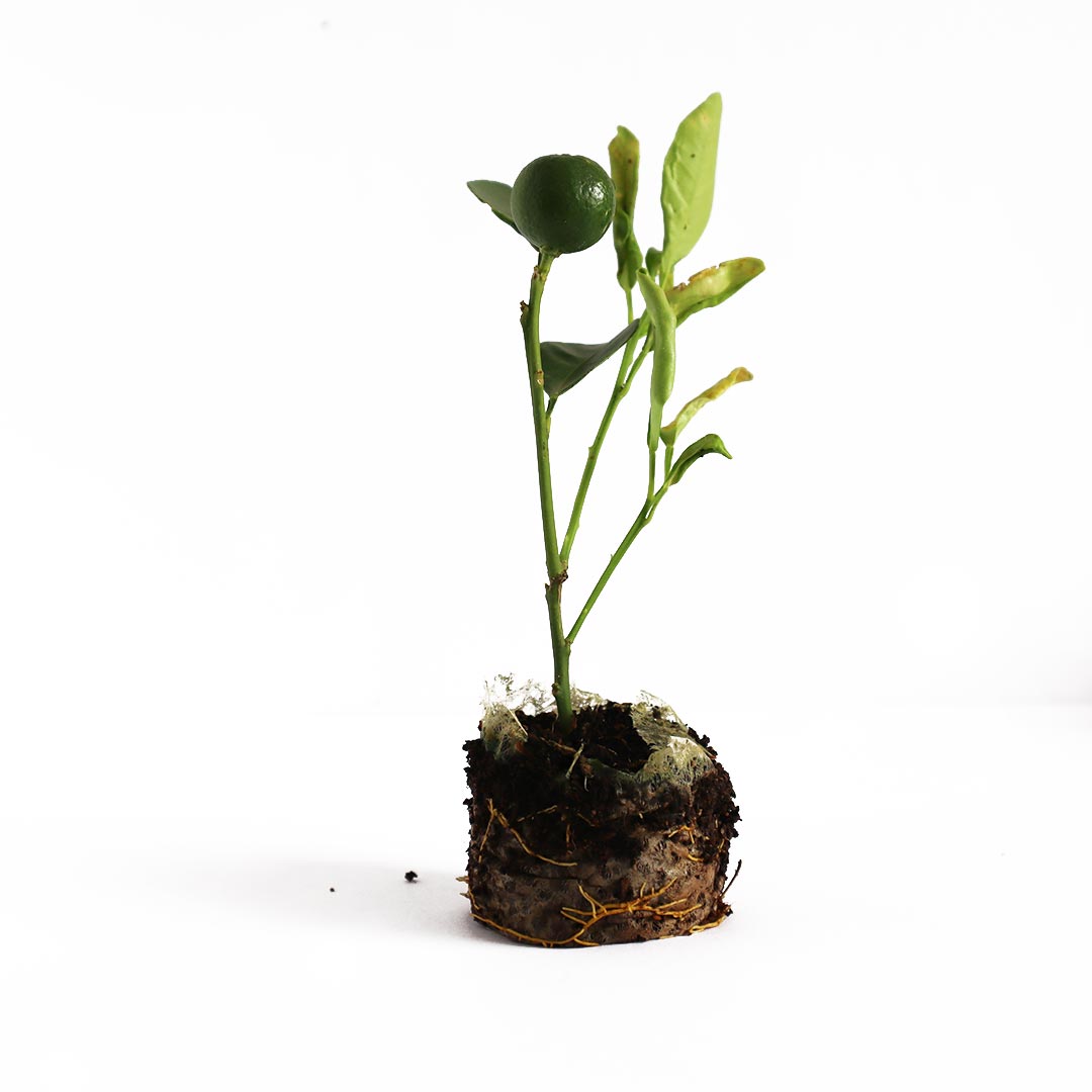 Table Lemon Plant