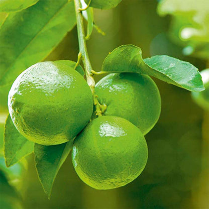 Table Lemon Plant