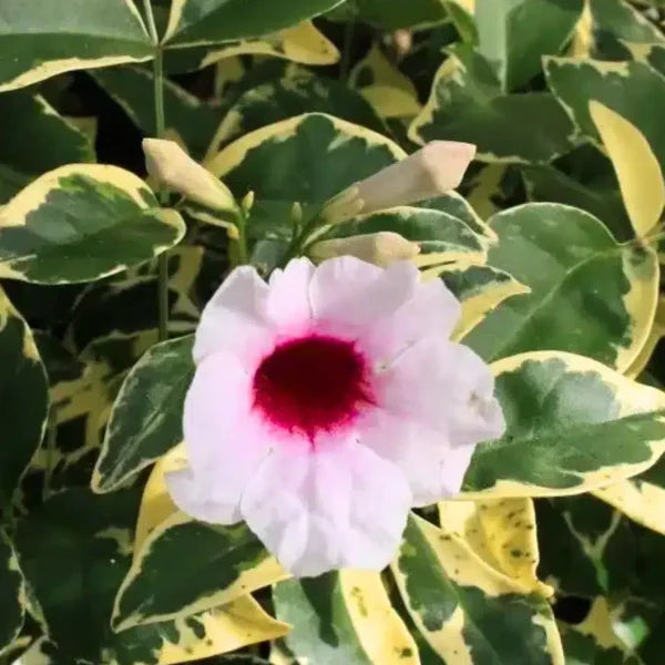 Super Pandorea jasminoides -Tecoma variegated plant