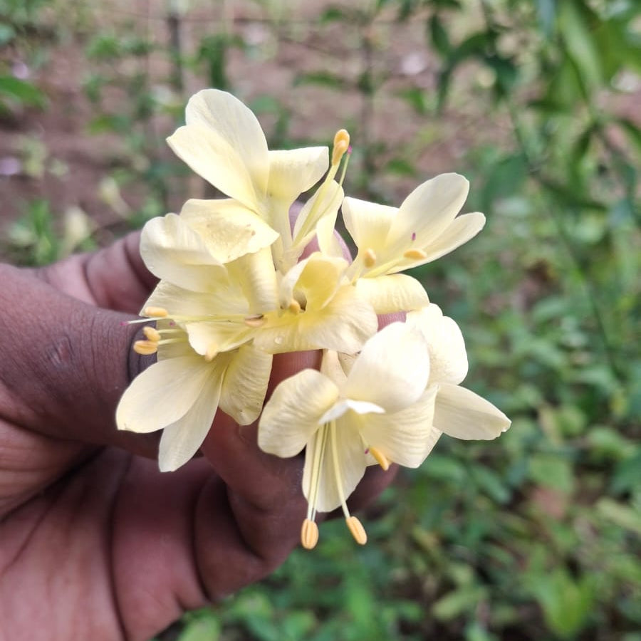 Thorn december Sandal flower plant