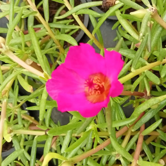 Portulaca tiara dark pink plant