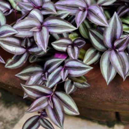 Tradescantia(Wandering jew) - Tricolour inch plant