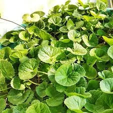 Vallarai (small)-Gotu kola plant