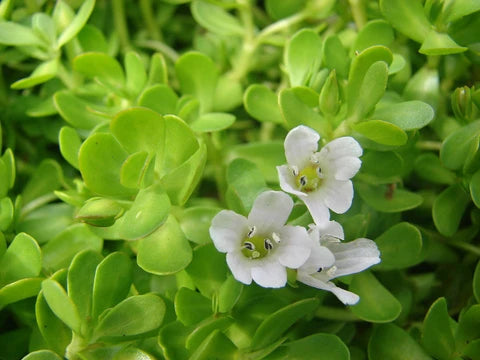 Neer brahmi bacopa monnieri plant/