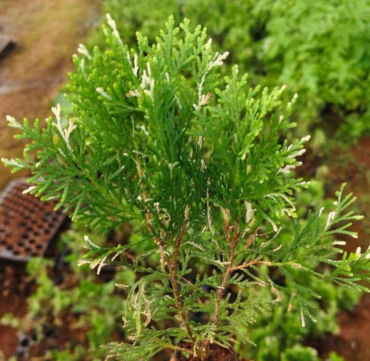 Variegated thuja plant