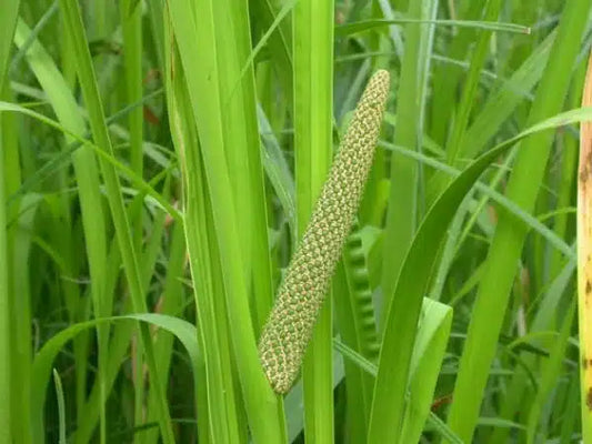 Vasambhu Plant- Acorus calamus