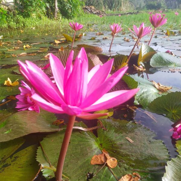 Violet Water lily purple plant 3 Qty (nymphaea)