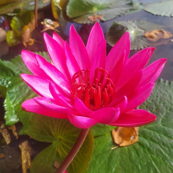 Water lily pink plant 3 Qty (nymphaea pubescens lilly)