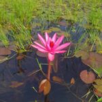 Water lily pink plant 3 Qty (nymphaea pubescens lilly)