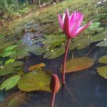 Violet Water lily purple plant 3 Qty (nymphaea)