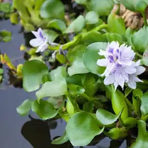 Water hyacinth eichhornia crassipes – Small bunch