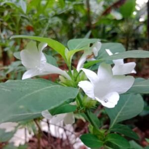 White dember flower plant
