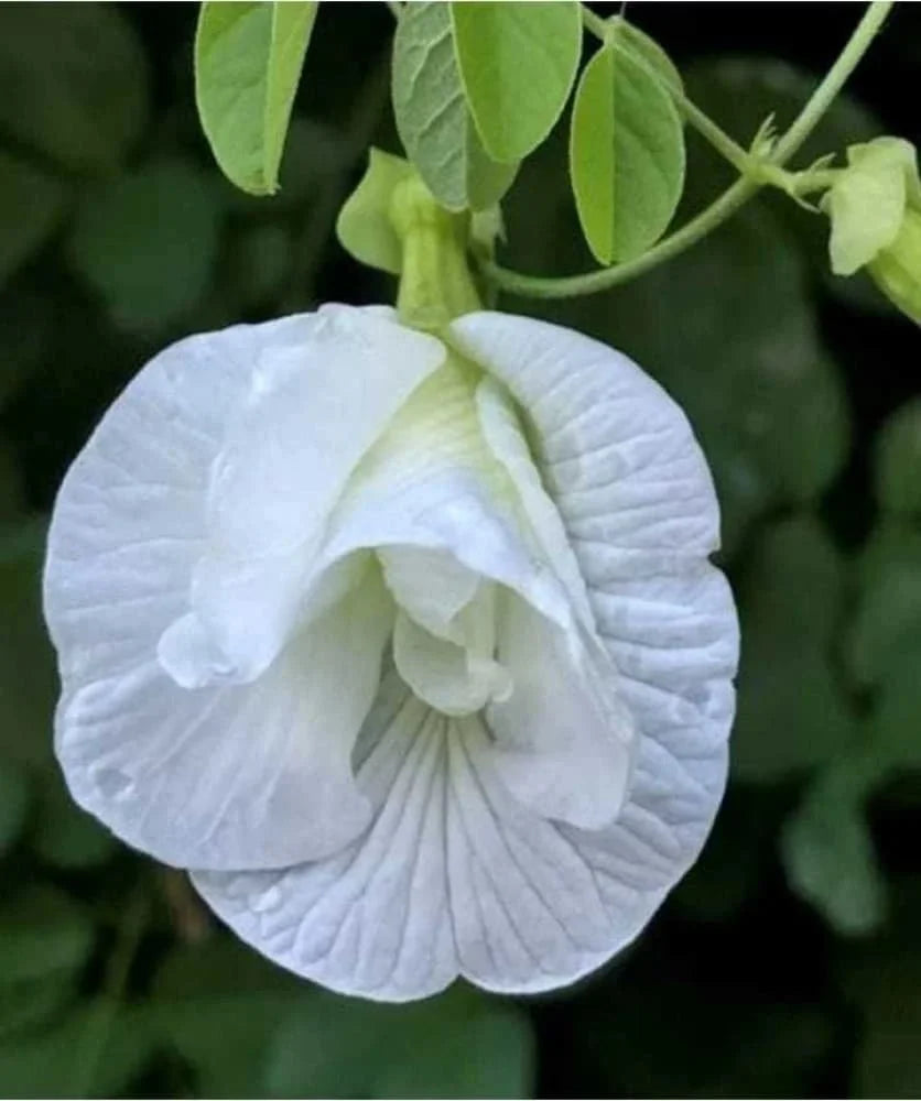 Aparajita white multipetal flower seeds