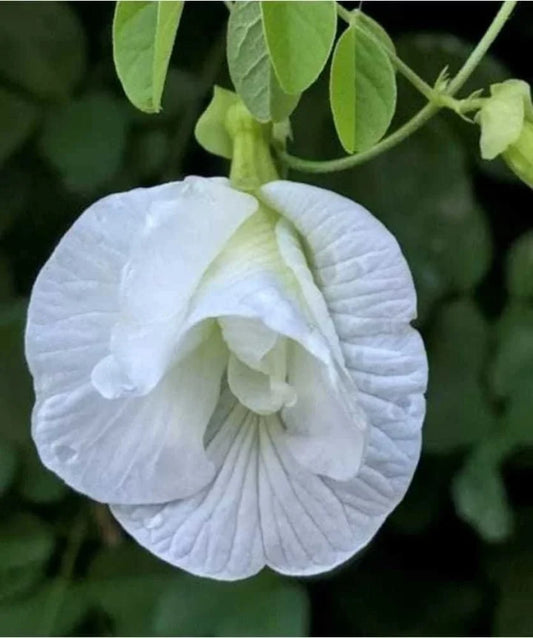 Aparajita white multipetal flower seeds