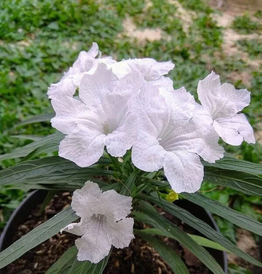 White Mexican Petunia