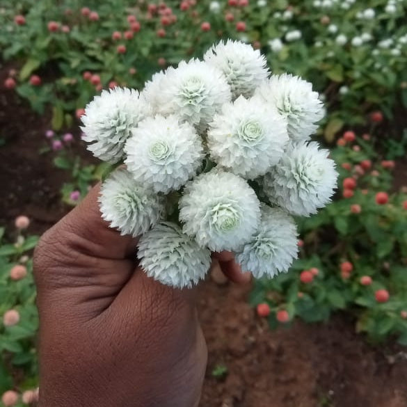 Gomphrena mixed seeds (5-7 shades mixed seeds)
