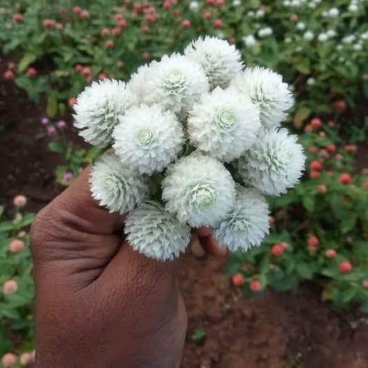White gomphrena flower seeds