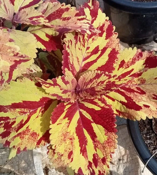 Colues wizard mosaic plant