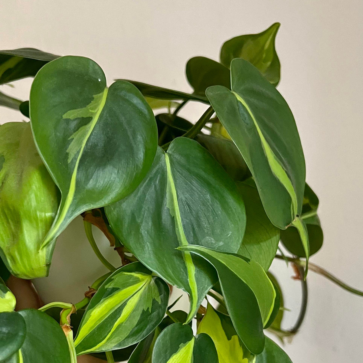 Philodendron brazil plant