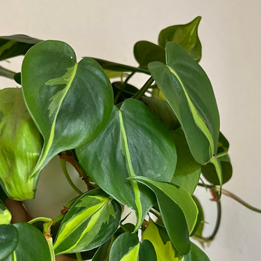 Philodendron brazil plant