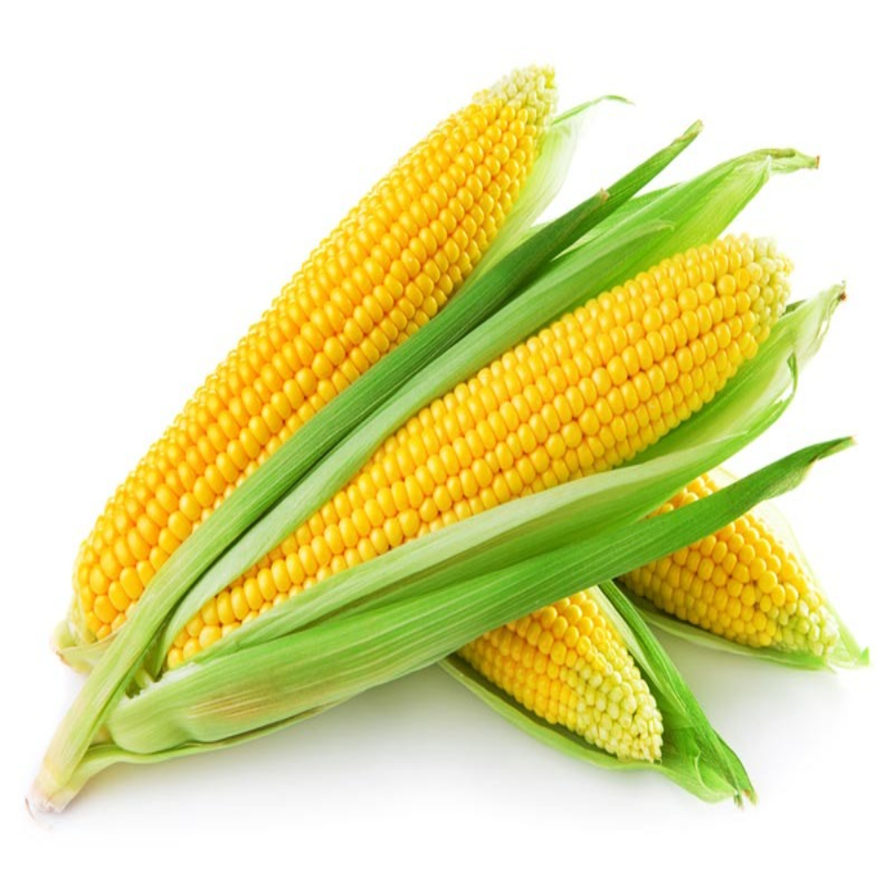 Yellow corn seeds ( Makkachcholam)