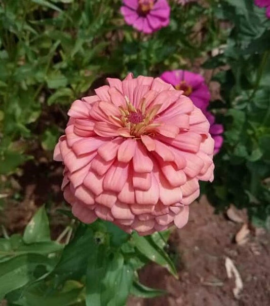 Attractive Zinnia flower multipetal seeds – peach colored flowers