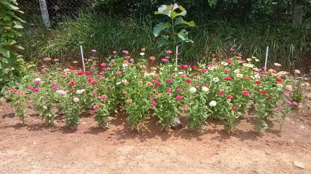 Beautiful Zinnia seeds mixed – Various colourful flowers
