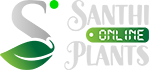 Santhi Online Plants