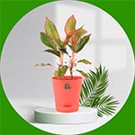 pot_plant