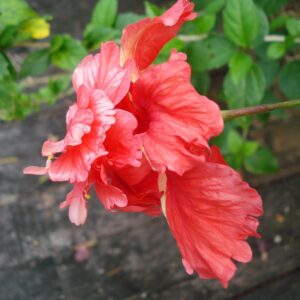Pink Hibiscus Shallow Water Plant - Pre-Order - Chalily Ponds & Gardens