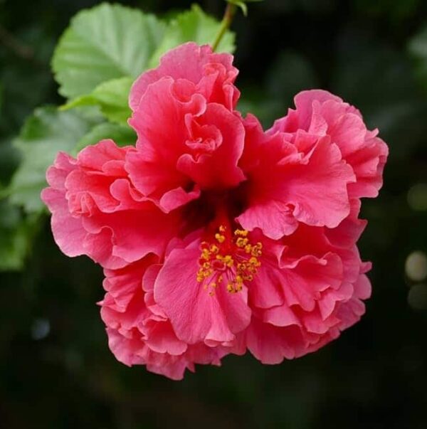 Hibiscus Pink Plant Double-Layered