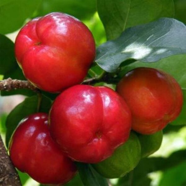 Barbados Cherry Plant Santhi Online Plants Nursery