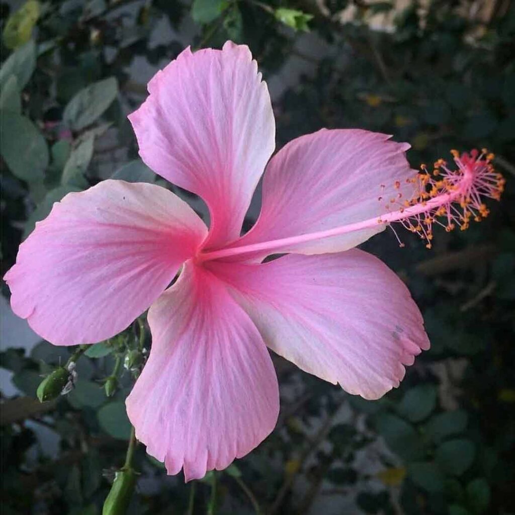 Hibiscus Pink Plant - Santhi Online Plants Nursery